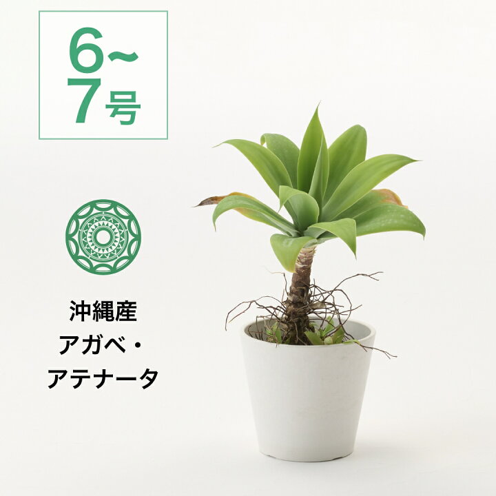 楽天市場】【最大50%offの超特価セール】沖縄 観葉植物 大型 