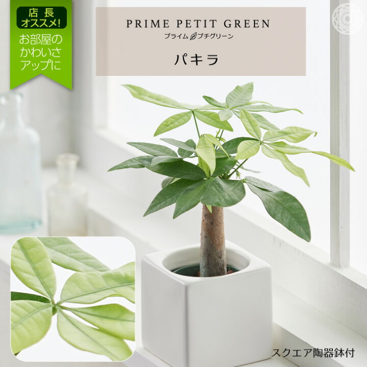 楽天市場 パキラ 観葉植物 おしゃれ お祝い インテリア 鉢 おしゃれ お祝い ミニ セット 小さい 卓上 棚 ハイドロカルチャー 引っ越し祝 新築祝 北欧 ミニ観葉植物 コテラ こてら 6cm Koteraグリーンとインテリアのお店