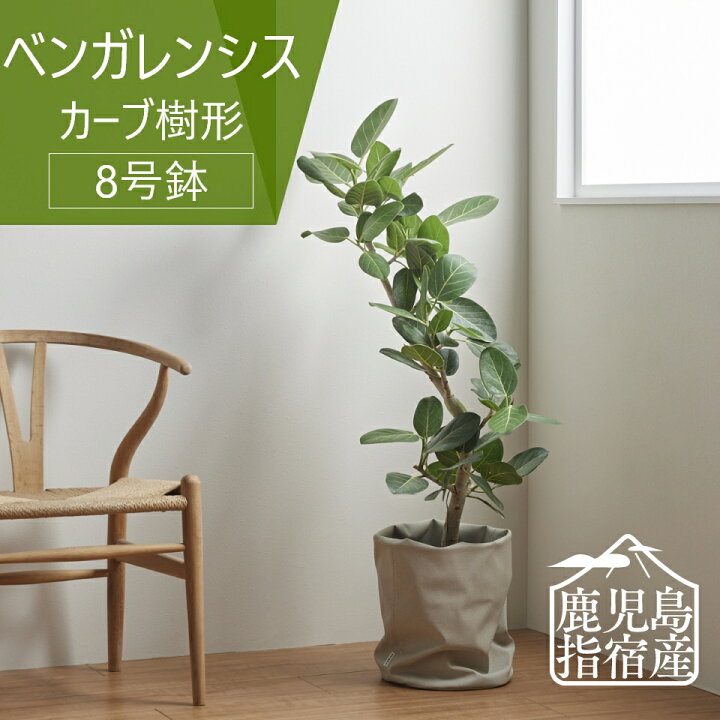 楽天市場】【超大特価☆最大50%offセール】指宿 観葉植物 インテリア 