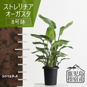 y12/1 Si10%OFFN[|zwh ϗtA CeA  傫 ^ I[KX^ 8  j k JXj Vzj zj Re