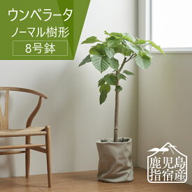 【全品10%off★4/24 20:00～】指宿 観葉植物 インテリア おしゃれ 大きい 大型 ウンベラータ 8号 ノーマル樹形 鉢 ゴムノキ お祝い 北欧 開店祝 新築祝 引っ越し祝 コテラ