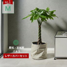 【全品5%off★5/10限定】観葉植物 インテリア 金賞受賞のパキラ カバーセット Mサイズ 大型 鉢 おしゃれ お祝い 土 棚 7号 引っ越し祝い 新築祝い 北欧 育てやすい 立札 ギフト 初心者おすすめ プレゼント コテラ こてら