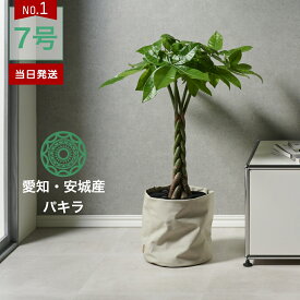 【全品5%off★5/10限定】観葉植物 インテリア 金賞受賞のパキラ Mサイズ 大型 鉢 おしゃれ お祝い 土 棚 7号 引っ越し祝い 新築祝い 北欧 育てやすい 立札 ギフト 初心者おすすめ プレゼント コテラ こてら