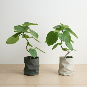 yő50OFFN[| 10/3012:30`z[YJo[  Jo[ ϗtA h~ ^  5 6 8 10 12 k 烌U[ c { oXPbg ^ Re Ă