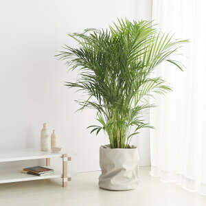 yő50OFFZ[JÒz[YJo[  Jo[ ϗtA h~ ^  5 6 8 10 12 k 烌U[ c { oXPbg ^ Re Ă