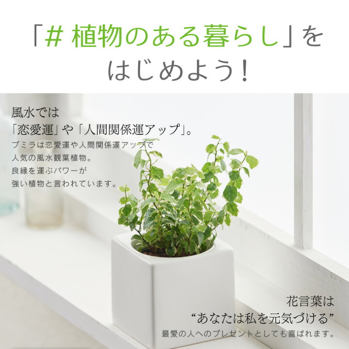 楽天市場 全品5 Off 8 11 1 59まで プミラ 観葉植物 おしゃれ お祝い インテリア 鉢 おしゃれ お祝い ミニ セット 小さい 卓上 棚 ハイドロカルチャー 引っ越し祝 新築祝 北欧 ミニ観葉植物 コテラ こてら 6cm Koteraグリーンとインテリアのお店