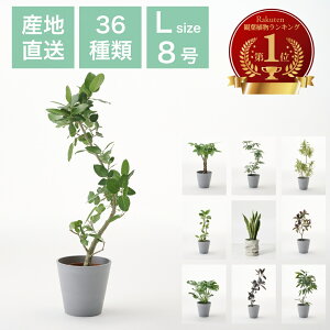 y11/1 Si10%OFFN[|zIׂ ϗtA CeA 8 pL Go[tbV xKVX Ex[^ TXxA tBJX ^   j y zj Vzj 