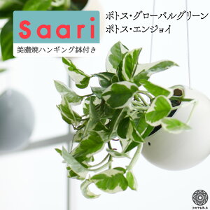 観葉植物 ポトス ハンギング Diy 工具の人気商品 通販 価格比較 価格 Com 観葉植物 ポトス ハンギング Diy 工具の人気商品 通販 価格比較 価格 Com