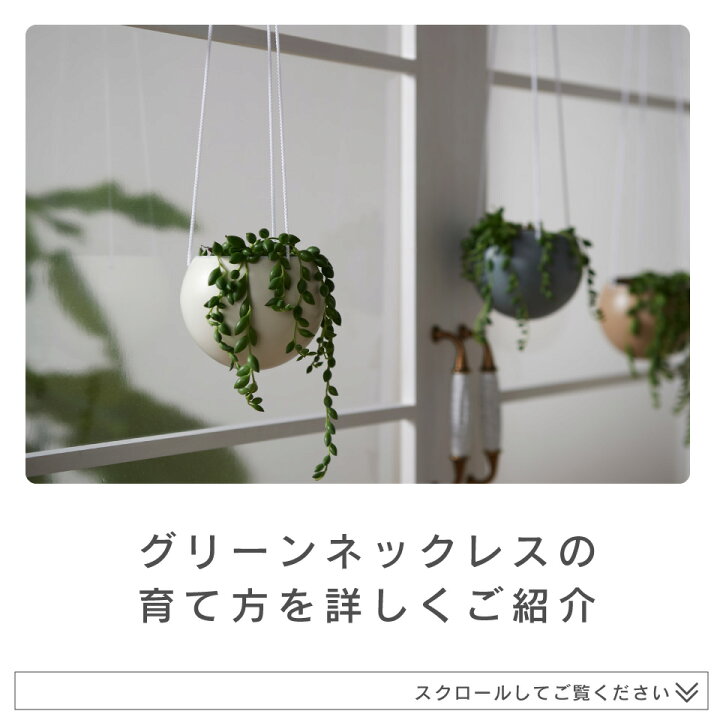楽天市場 観葉植物 小さい 吊り下げ 鉢 おしゃれ お祝い Saari グリーンネックレス ハンギングプランター ミニ セット 土 小さい 北欧 インテリア 開店祝 新築祝 引っ越し祝 多肉植物 壁掛け ミニ観葉植物 コテラ Koteraグリーンとインテリアのお店