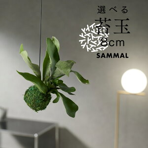観葉植物 ポトス エンジョイ ハンギング Diy 工具の人気商品 通販 価格比較 価格 Com