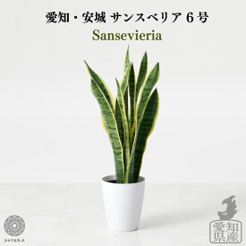 【全品5%off★4/25 23:59まで】観葉植物 インテリア 選べる 大型 鉢 おしゃれ 土 棚 サンスベリア 6号 希少 珍しい 北欧 セット 結婚祝い 引っ越し祝 新築祝 コテラ