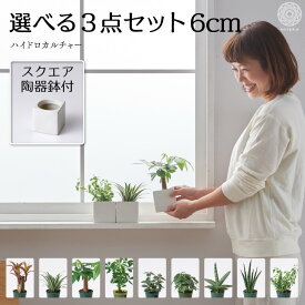 土を使わない観葉植物 インテリア ハイドロカルチャー 鉢 おしゃれ 3点セット 小さい 卓上 陶器鉢 パキラ ウンベラータ ミニ モンステラ サンスベリア 引っ越し祝 新築祝 北欧 ミニ ポトス ガジュマル コテラ こてら 6cm