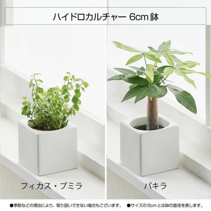 楽天市場 観葉植物 おしゃれ 鉢 お祝い 陶器鉢 白 インテリア パキラ ウンベラータ ミニ モンステラ セット 棚 ハイドロカルチャー サンスベリア 引っ越し祝 新築祝 北欧 ミニ観葉植物 ポトス ガジュマル コテラ こてら 6cm Koteraグリーンとインテリアのお店