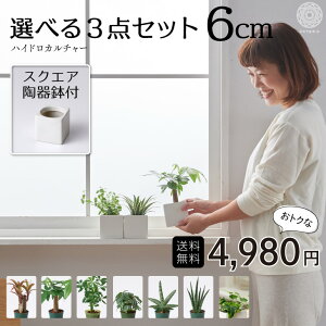 サンスベリア ハイドロカルチャーの人気商品 通販 価格比較 価格 Com