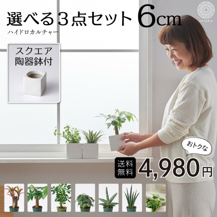 楽天市場 観葉植物 おしゃれ 鉢 お祝い 陶器鉢 白 インテリア パキラ ウンベラータ ミニ モンステラ セット 棚 ハイドロカルチャー サンスベリア 引っ越し祝 新築祝 北欧 ミニ観葉植物 ポトス ガジュマル コテラ こてら 6cm Koteraグリーンとインテリアのお店