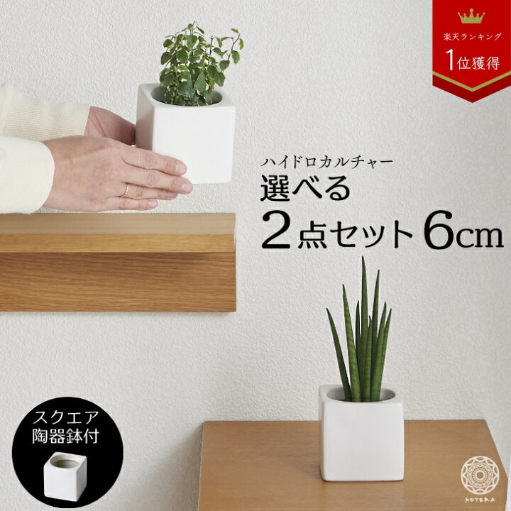楽天市場 観葉植物 おしゃれ お祝い インテリア 鉢 おしゃれ お祝い パキラ ウンベラータ ミニ モンステラ セット 小さい 卓上 棚 ハイドロカルチャー サンスベリア 引っ越し祝 新築祝 北欧 ミニ観葉植物 ポトス ガジュマル コテラ こてら 6cm Koteraグリーンと 楽天市場 観葉植物 おしゃれ お祝い インテリア 鉢 おしゃれ お祝い パキラ ウンベラータ ミニ モンステラ セット 小さい 卓上 棚 ハイドロカルチャー サンスベリア 引っ越し祝 新築祝 北欧 ミニ観葉植物 ポトス ガジュマル コテラ こてら 6cm Koteraグリーンと
