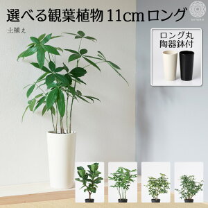 パキラ 卓上の通販 価格比較 価格 Com