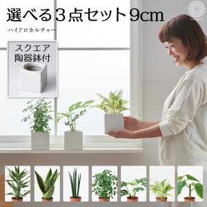 サンスベリア ハイドロカルチャー 観葉植物の人気商品 通販 価格比較 価格 Com