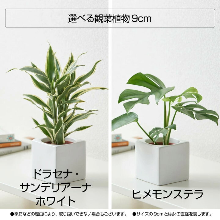 楽天市場 最大 オフクーポン 4 16 1 59まで 観葉植物 おしゃれ お祝い インテリア 鉢 お祝い パキラ ウンベラータ カラテア モンステラ セット 小さい 棚 ハイドロカルチャー サンスベリア 引っ越し祝 新築祝 北欧 ミニ観葉植物 ポトス ガジュマル コテラ こてら