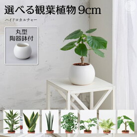 【全品10%off★5/9 20:00～】土を使わない観葉植物 インテリア ハイドロカルチャー 選べる 小さい おしゃれ 鉢 お祝い パキラ ウンベラータ ミニ モンステラ セット 棚 サンスベリア 引っ越し祝 新築祝 北欧 ミニ ポトス ガジュマル コテラ こてら 9cm