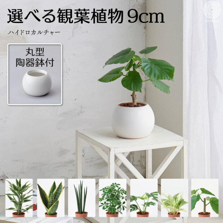 楽天市場 全品5 Off 1 25限定 観葉植物 インテリア ハイドロカルチャー 選べる 小さい おしゃれ 鉢 お祝い パキラ ウンベラータ ミニ モンステラ セット 棚 サンスベリア 引っ越し祝 新築祝 北欧 ミニ ポトス ガジュマル コテラ こてら 9cm Koteraグリーンと