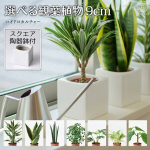 観葉植物 ハイドロカルチャー モンステラの通販 価格比較 価格 Com