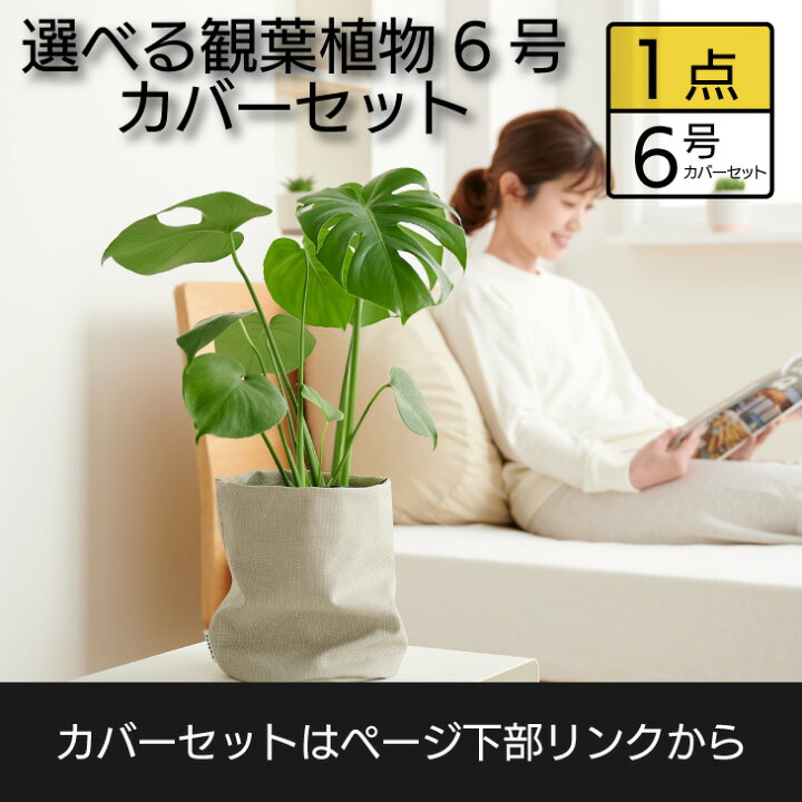 楽天市場 全品 オフクーポン 4 9 00 選べる観葉植物 大型 鉢 おしゃれ 土 棚 モンステラ デリシオーサ パキラ サンスベリア ゴムの木 フィカス ベンガレンシス クルシア 6号 希少 珍しい インテリア 北欧 セット 結婚祝い 引っ越し祝 新築祝 コテラ Kotera