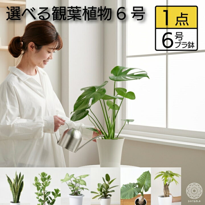 楽天市場 全品 オフクーポン 4 9 00 選べる観葉植物 大型 鉢 おしゃれ 土 棚 モンステラ デリシオーサ パキラ サンスベリア ゴムの木 フィカス ベンガレンシス クルシア 6号 希少 珍しい インテリア 北欧 セット 結婚祝い 引っ越し祝 新築祝 コテラ Kotera