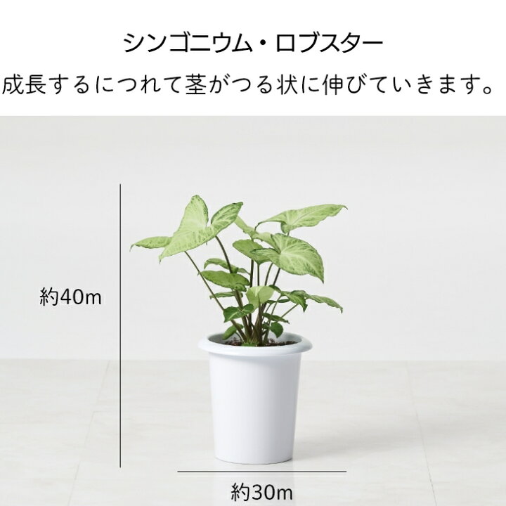 楽天市場 最大 オフクーポン 4 16 1 59まで 選べる観葉植物 大型 鉢 おしゃれ 土 棚 モンステラ デリシオーサ パキラ サンスベリア ゴムの木 フィカス ベンガレンシス クルシア 6号 希少 珍しい インテリア 北欧 セット 結婚祝い 引っ越し祝 新築祝 コテラ