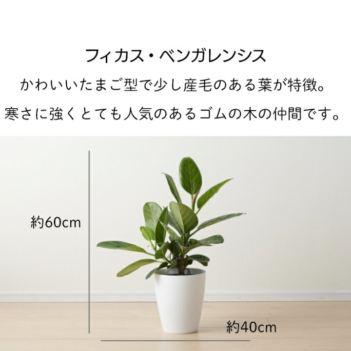 楽天市場 選べる観葉植物 大型 鉢 おしゃれ 土 棚 モンステラ デリシオーサ パキラ サンスベリア ゴムの木 フィカス ベンガレンシス クルシア 6号 希少 珍しい インテリア 北欧 セット 結婚祝い 引っ越し祝 新築祝 コテラ Koteraグリーンとインテリアのお店