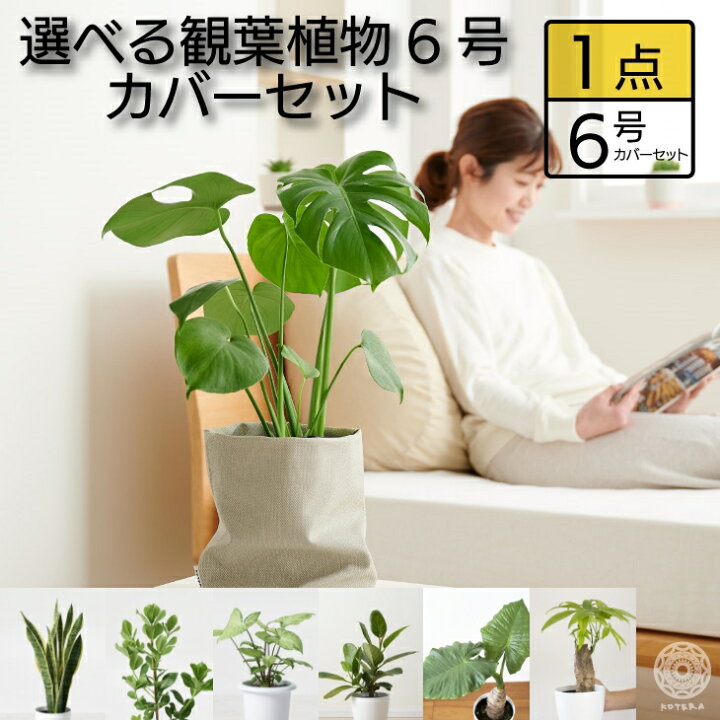 楽天市場 選べる観葉植物 大型 鉢 おしゃれ 土 棚 モンステラ デリシオーサ パキラ サンスベリア ゴムの木 フィカス ベンガレンシス クルシア 6号 希少 珍しい インテリア 北欧 セット 結婚祝い 引っ越し祝 新築祝 コテラ Koteraグリーンとインテリアのお店