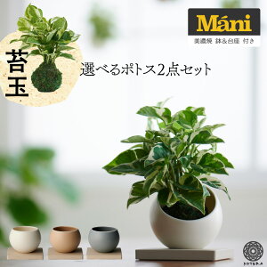 吊り下げ 鉢 観葉植物の人気商品 通販 価格比較 価格 Com