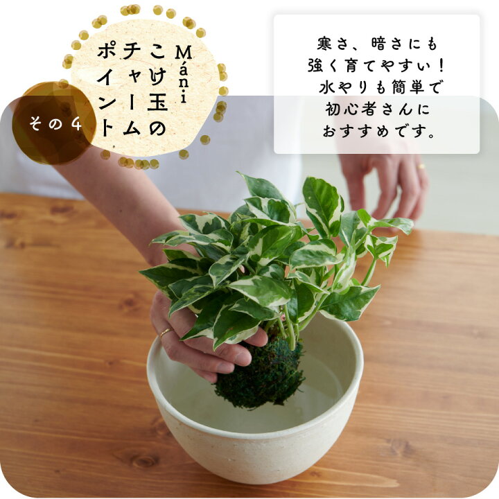 楽天市場 観葉植物 おしゃれ 小さい 卓上 吊り下げ 鉢 お祝い ハンギング ポトス グローバルグリーン エンジョイ 苔玉 ミニ コケ玉 こけだま セット カバー Mani 棚 北欧 インテリア 開店祝 新築祝 引っ越し祝 ステータス コテラ Koteraグリーンとインテリアのお店