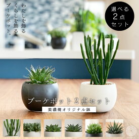 楽天市場 多肉植物 ハオルチア 種類 植物 ユーフォルビア の通販