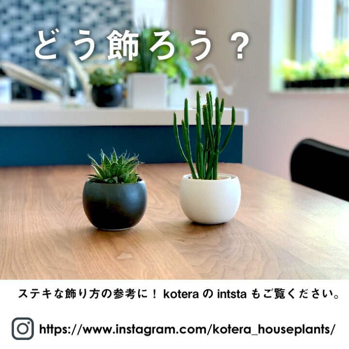 楽天市場 観葉植物 多肉植物 ブーケポット アロエ 綾錦 鉢 おしゃれ お祝い ミニ セット 土 小さい 棚 吊るす 珍しい 北欧 インテリア 開店祝い 新築祝い 引っ越し祝い 育てやすい 壁掛け 人気 かわいい ミニ観葉植物 コテラ こてら Koteraグリーンとインテリアのお店 楽天市場 観葉植物 多肉植物 ブーケポット アロエ 綾錦 鉢 おしゃれ お祝い ミニ セット 土 小さい 棚 吊るす 珍しい 北欧 インテリア 開店祝い 新築祝い 引っ越し祝い 育てやすい 壁掛け 人気 かわいい ミニ観葉植物 コテラ こてら Koteraグリーンとインテリアのお店