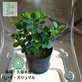 【最大50%offの超特価セール】観葉植物 パンダガジュマル インテリア 小さい 卓上 3号 5号 鉢 おしゃれ お祝い ミニ 希少 珍しい 北欧 引っ越し祝 新築祝 コテラ