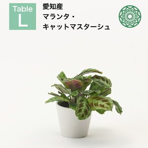 yő50%off̒Z[zϗtA CeA     4 }^ Lbg}X^[V JeA j y ~j I   k zj Vzj Re