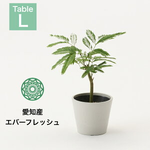 yő50OFFN[| 10/3012:30`zϗtA CeA     4 Go[tbV j y ~j I   k zj Vzj Re