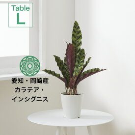 【全品10%off★4/24 20:00～】観葉植物 インテリア 小さい 卓上 4号 カラテア インシグニス プランター 鉢 おしゃれ お祝い 土 ミニ 棚 希少 珍しい フラワーポット 植木鉢 室内 円形 丸 北欧 セット パキラ 引っ越し祝 新築祝 コテラ