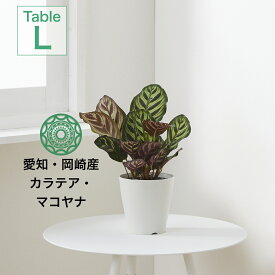 【全品10%off★4/24 20:00～】観葉植物 インテリア 小さい 卓上 4号 カラテア マコヤナ プランター 鉢 おしゃれ お祝い 土 ミニ 棚 希少 珍しい フラワーポット 植木鉢 室内 円形 丸 北欧 セット パキラ 引っ越し祝 新築祝 コテラ