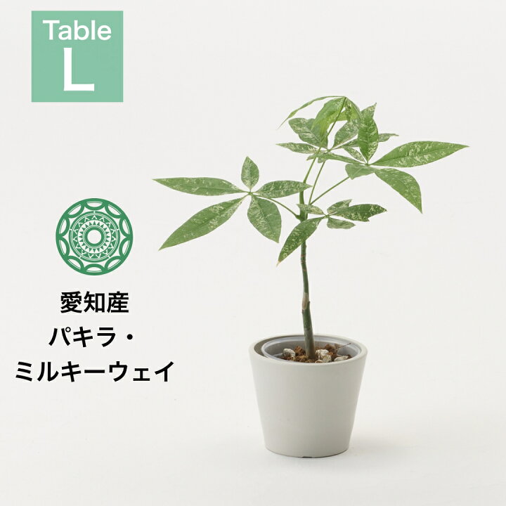 楽天市場】【クーポンで最大30%off】数量限定 斑入り パキラ 