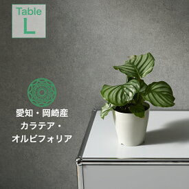 【全品10%off★4/24 20:00～】観葉植物 インテリア 小さい 卓上 4号 カラテア オルビフォリア プランター 鉢 おしゃれ お祝い 土 ミニ 棚 希少 珍しい 室内 北欧 セット 引っ越し祝 新築祝 コテラ