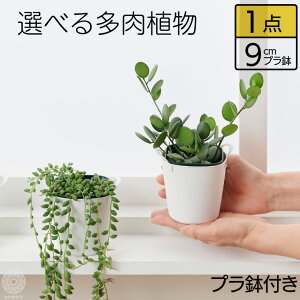 観葉植物 グリーンネックレス 多肉植物の人気商品 通販 価格比較 価格 Com