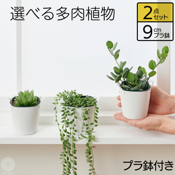 楽天市場 多肉植物小さい 卓上 鉢 おしゃれ ハオルチア アロエ グリーンネックレス お祝い インテリア セット 棚 サンスベリア 引っ越し祝 新築祝 北欧 コテラ こてら Koteraグリーンとインテリアのお店