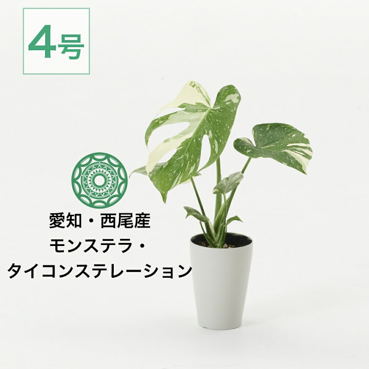 楽天市場】【最大25%off☆3/5 23:59まで】観葉植物 モンステラ 4号 