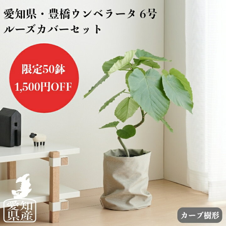 楽天市場 観葉植物 大型 ルーズカバーセット 鉢 おしゃれ お祝い 土 棚 愛知フィカス ウンベラータ 6号 ゴムの木 Loose Cover ハートリーフ 北欧 インテリア 開店祝 新築祝 引っ越し祝 かわいい コテラ 4月下旬より発送 Koteraグリーンとインテリアのお店
