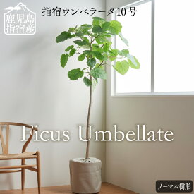 楽天市場 ウンベラータの通販