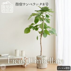 観葉植物 初心者の人気商品 通販 価格比較 価格 Com 観葉植物 初心者の人気商品 通販 価格比較 価格 Com