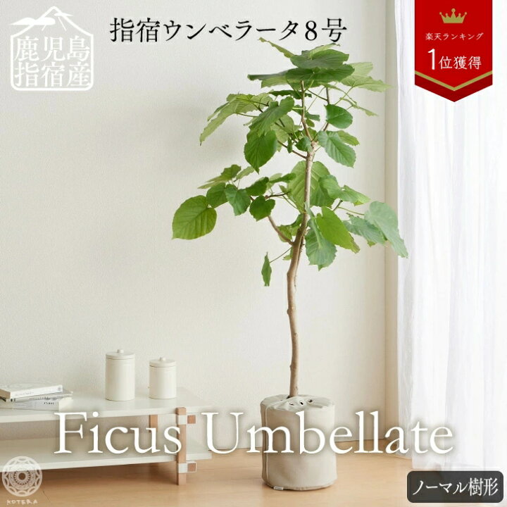 楽天市場 観葉植物 おしゃれ 大きい 大型 指宿 ウンベラータ 8号 枝分かれ樹形 大型 ハートリーフ ゴムノキ 北欧 インテリア 開店祝 新築祝 引っ越し祝 梱包0 コテラ 10月下旬より順次発送 Koteraグリーンとインテリアのお店