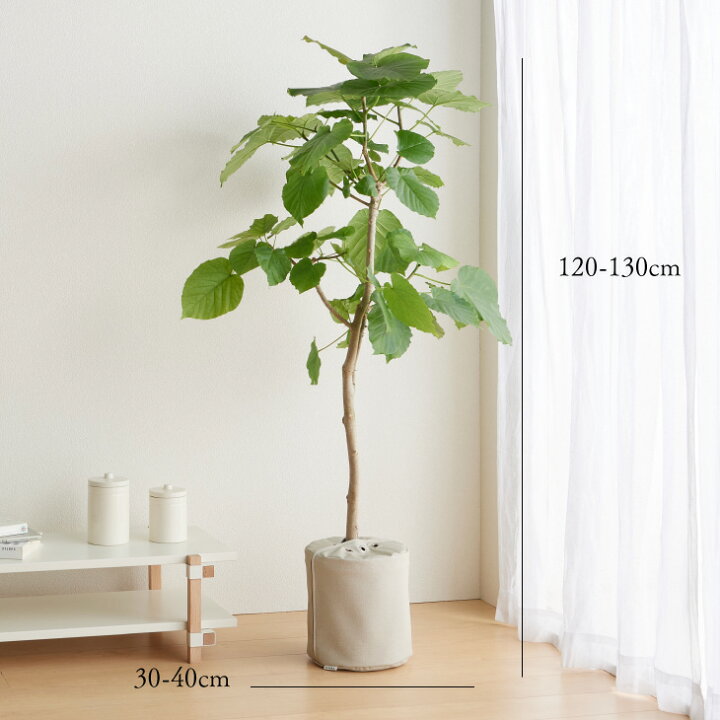 楽天市場 観葉植物 おしゃれ 大きい 大型 指宿 ウンベラータ 8号 枝分かれ樹形 大型 ハートリーフ ゴムノキ 北欧 インテリア 開店祝 新築祝 引っ越し祝 梱包0 コテラ 10月下旬より順次発送 Koteraグリーンとインテリアのお店